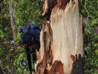 Resgatados após temporal, filhotes de arara-azul lutam para sobreviver Resgatados após temporal, filhotes de arara-azul lutam para sobreviver