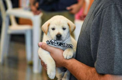 Feira na Pra&ccedil;a Bol&iacute;via encerra ano com ado&ccedil;&atilde;o de c&atilde;es e gatos resgatados