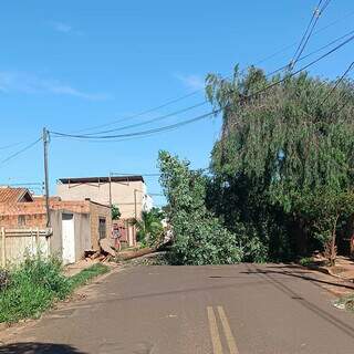 Árvore caída há 3 dias fecha rua e desvia ônibus na Vila Fernanda Árvore caída há 3 dias fecha rua e desvia ônibus na Vila Fernanda