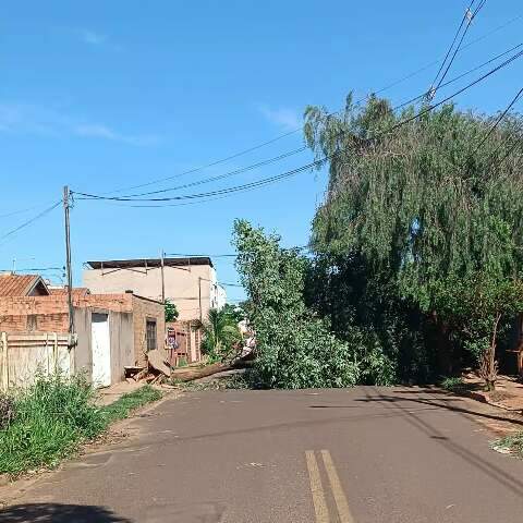 &Aacute;rvore ca&iacute;da h&aacute; 3 dias fecha rua e desvia &ocirc;nibus na Vila Fernanda