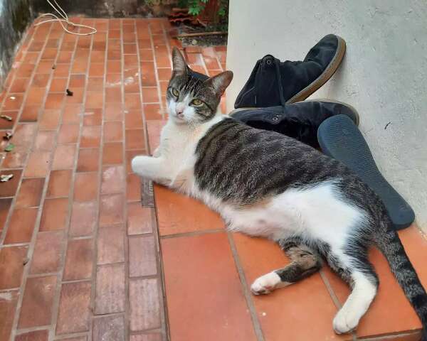 Dime subiu no telhado durante a noite e desapareceu na Cohab