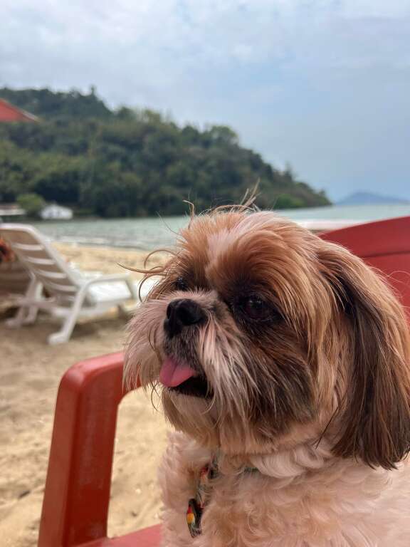 Você acha que os pets também precisam de protetor solar?