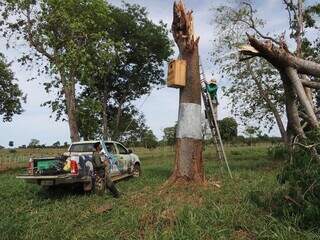 Resgatados após temporal, filhotes de arara-azul lutam para sobreviver Resgatados após temporal, filhotes de arara-azul lutam para sobreviver