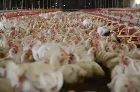 China suspende proibi&ccedil;&atilde;o de importa&ccedil;&atilde;o de carne de frango do Brasil
