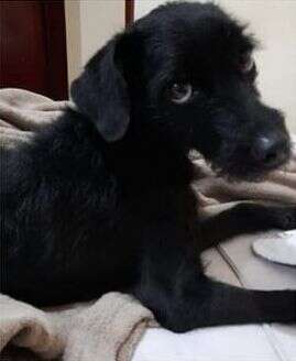 Casal ser&aacute; indenizado em R$ 20 mil ap&oacute;s cachorra sumir em hotel para pets