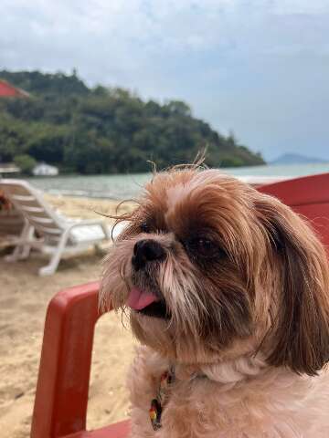 Você acha que os pets também precisam de protetor solar?