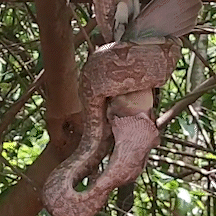 Jiboia &eacute; flagrada devorando pombo no estacionamento do Parque dos Poderes
