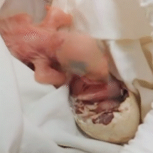 Resgatados ap&oacute;s temporal, filhotes de arara-azul lutam para sobreviver