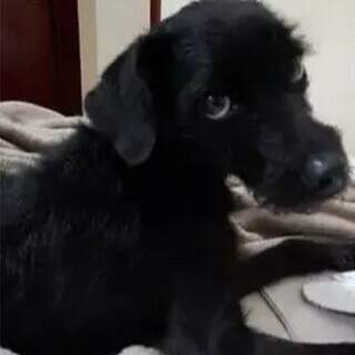 Casal será indenizado em R$ 20 mil após cachorra sumir em hotel para pets Casal será indenizado em R$ 20 mil após cachorra sumir em hotel para pets