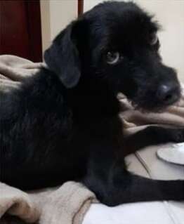 Casal ser&aacute; indenizado em R$ 20 mil ap&oacute;s cachorra sumir em hotel para pets