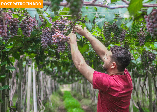 Temporada de uvas abre dia 12 e traz novidade com figo e abacaxi