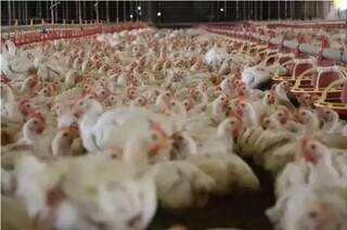 China suspende proibição de importação de carne de frango do Brasil China suspende proibição de importação de carne de frango do Brasil