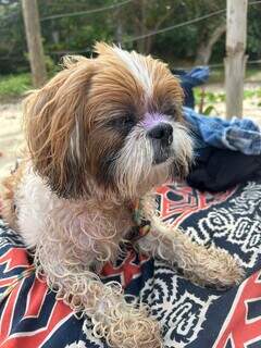 Seu pet toma sol sem protetor? Hábito inocente pode custar caro Seu pet toma sol sem protetor? Hábito inocente pode custar caro