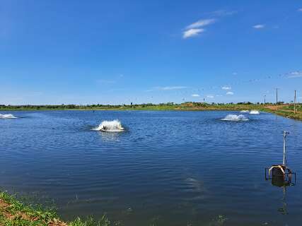 Com incentivos fiscais, piscicultura de MS projeta produzir 50 mil toneladas