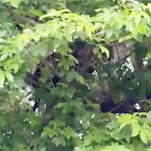 Duelo de on&ccedil;as e ataque de jiboia a arara lideram v&iacute;deos da semana