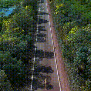 Document&aacute;rio denuncia mortes de animais em rodovia que corta o Pantanal