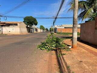 Discussão por poda de árvore termina em ataque a machadadas em Campo Grande Discussão por poda de árvore termina em ataque a machadadas em Campo Grande