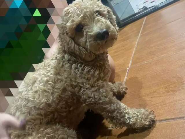 Assistente financeira busca tutora de poodle que &quot;invadiu&quot; sua casa 