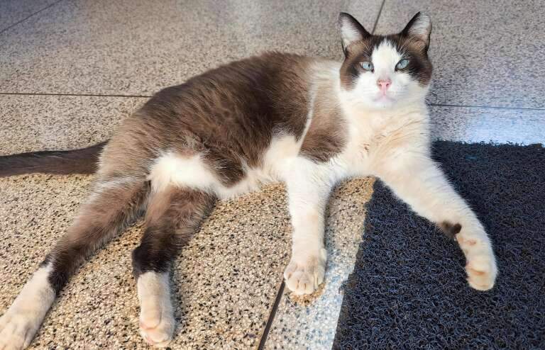 Gatos modelos conquistam estudantes e posam em busca de um lar seguro