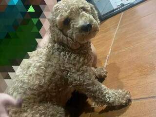 Assistente financeira busca tutora de poodle que &quot;invadiu&quot; sua casa 
