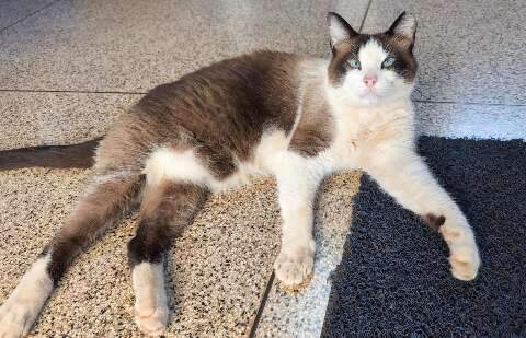 Gatos modelos conquistam estudantes e posam em busca de um lar seguro