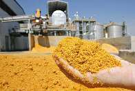 MS começa a exportar derivados do etanol de milho e sorgo para a China