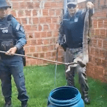 Jiboia aparece em port&atilde;o de casa e &eacute; capturada em Dourados