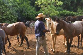 &Uacute;ltimo tropeiro da Capital, Valdienio luta para manter seus cavalos em bairro