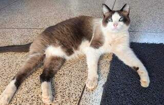 Gatos modelos conquistam estudantes e posam em busca de um lar seguro