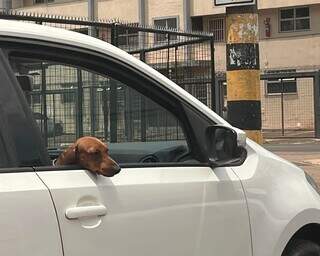 Transporte errado de pets no carro pode render multa e maus-tratos Transporte errado de pets no carro pode render multa e maus-tratos