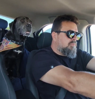 Transporte errado de pets no carro pode render multa e maus-tratos Transporte errado de pets no carro pode render multa e maus-tratos