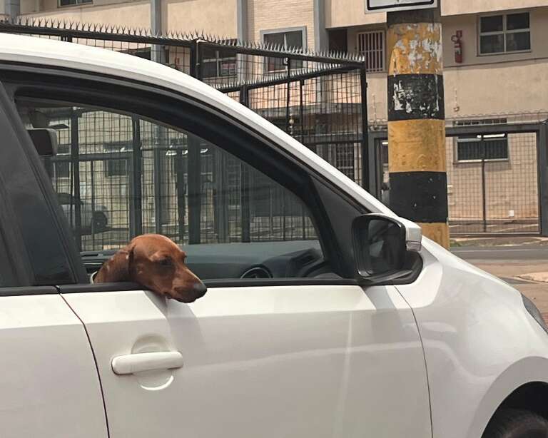 Transporte errado de pets no carro pode render multa e maus-tratos