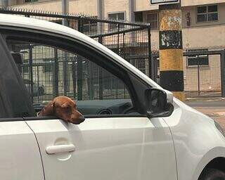 Transporte errado de pets no carro pode render multa e maus-tratos