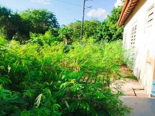 Pai denuncia mato alto e abandono em escola municipal no Oct&aacute;vio P&eacute;cora