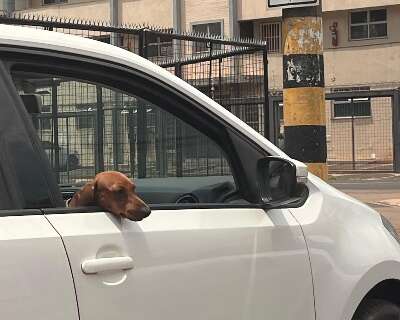 Transporte errado de pets no carro pode render multa e maus-tratos
