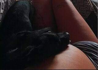 H&aacute; 3 anos Luna sumiu de hotel pet, mas Ni&aacute;ria n&atilde;o cansa de procurar