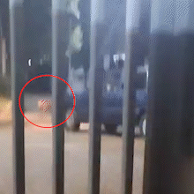 Motorista avan&ccedil;a com carro sobre cachorros em rua do Monte L&iacute;bano