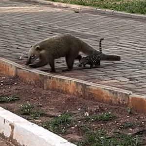 Instinto maternal: m&atilde;e quati socorre filhote ap&oacute;s queda na Avenida do Poeta