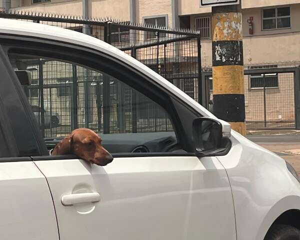 Transporte errado de pets no carro pode render multa e maus-tratos