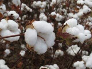 Medidas para o controle do bicudo-do-algodoeiro refor&ccedil;am produ&ccedil;&atilde;o de algod&atilde;o