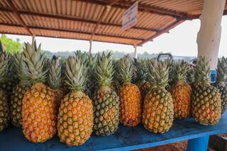 Temporada de uvas abre dia 12 e traz novidade com figo e abacaxi Temporada de uvas abre dia 12 e traz novidade com figo e abacaxi