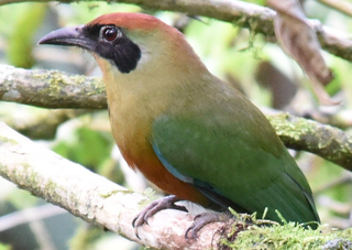 &ldquo;Juru o qu&ecirc;?&rdquo;, ningu&eacute;m conhece nova ave s&iacute;mbolo em MS