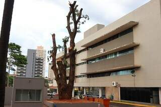 Árvores que faziam sombra em estacionamento da Central do Cidadão são removidas Árvores que faziam sombra em estacionamento da Central do Cidadão são removidas