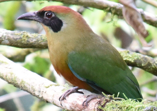“Juru o quê?”, ninguém conhece nova ave símbolo em MS