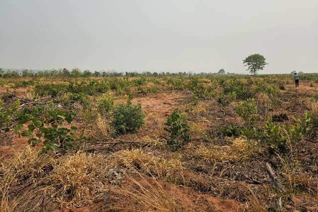 Projeto para reflorestar o Cerrado de MS recebe financiamento de R$ 200 milh&otilde;es