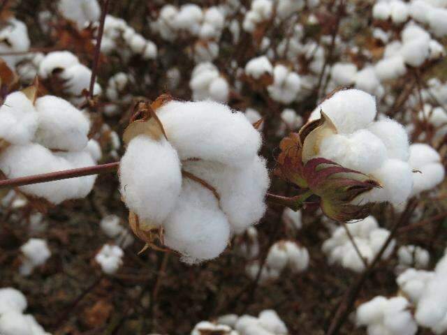 Medidas para o controle do bicudo-do-algodoeiro reforçam produção de algodão