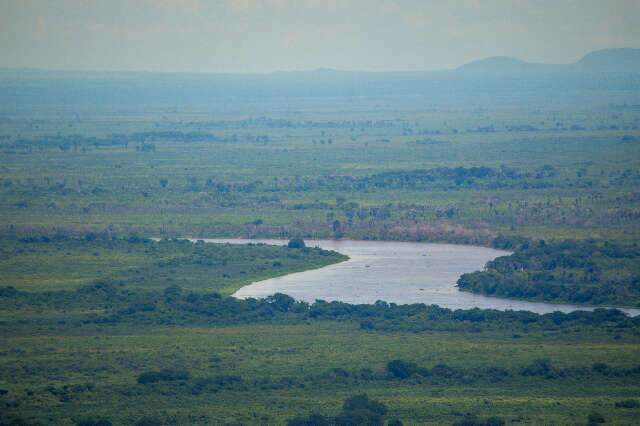 Pantanal perde 4,3 milh&otilde;es de hectares nativos enquanto pastagem quadruplica