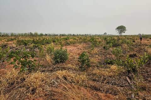 Projeto para reflorestar o Cerrado de MS recebe financiamento de R$ 200 milh&otilde;es