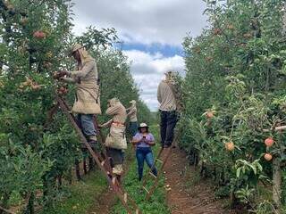 Projeto regulariza 40 mil ind&iacute;genas de MS que atuam na colheita da ma&ccedil;&atilde;