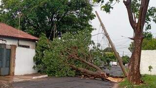 Chuva de 94 mm com ventos de 45 km/h derrubou &aacute;rvores e destruiu asfalto